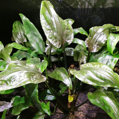 Криптокорина Понтедериеволистная, в горшке